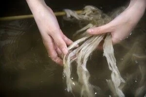 楮さらし